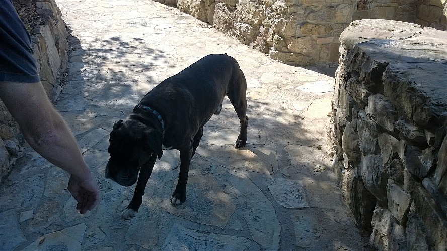 Hotel Eremito: Der treue Haushund Peppo