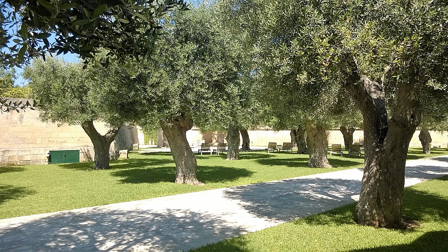 La Fiermontina: Oliven-, Zitronen- und Orangenbäume im Hotelpark