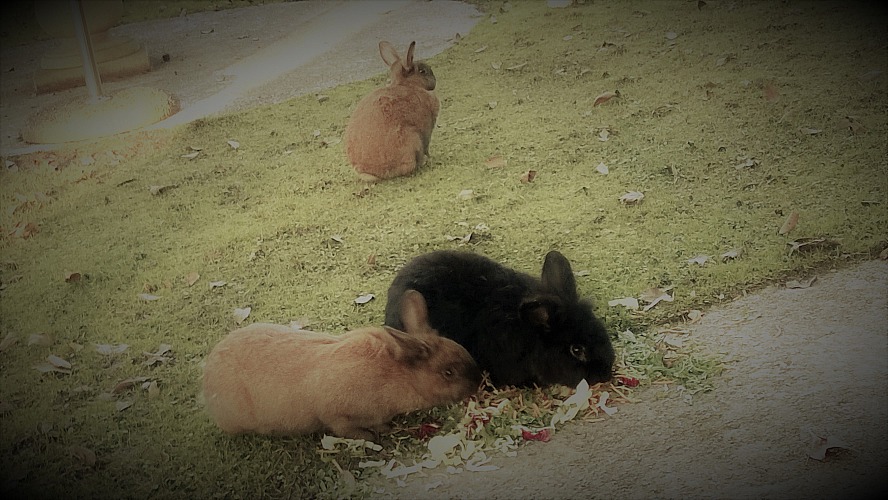 Hotel Abano Ritz: süße und kaum scheue Kaninchen hoppeln im Park