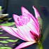 Om Mani Padme Hum - Oh Du Juwel in der Lotusblüte