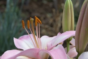 Gartenlilie | Blätter & Blumen » Lilien | thraniwen / pixelio