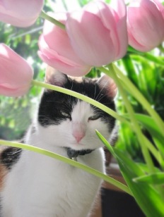 Katze und die Tulpen | Haus- und Nutztiere » Katzen | Marion Gonnermann / pixelio