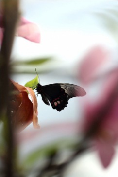 Silhouette | Wildtiere » Pflanzen- und Insektenfresser | Maren Beßler / pixelio