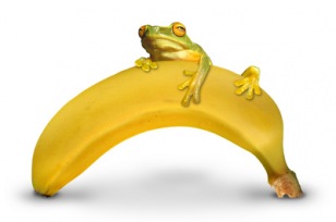 Frosch auf Banane | Freestyle » Comics & Illustrationen | Rita Thielen / pixelio