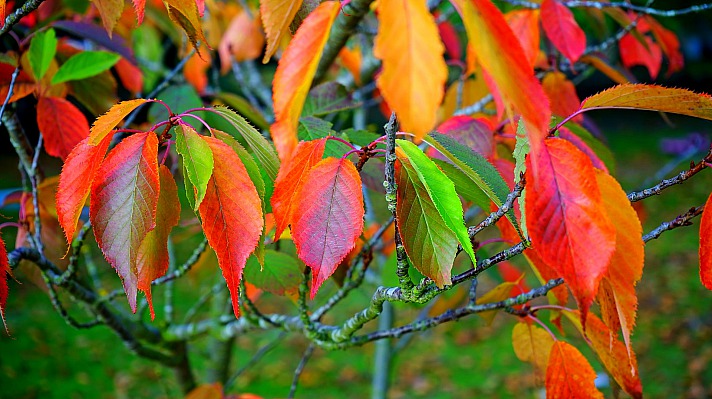 Herbst farben blätter MikeBird/pixabay 26