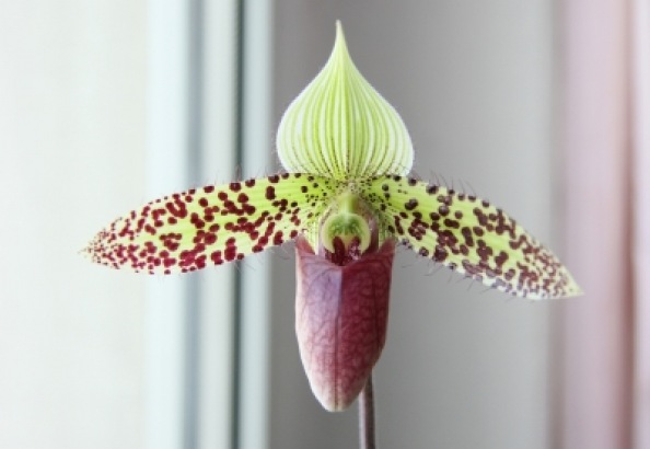Paphiopedilum sukhakulii | Blätter & Blumen » Orchideen | Maja Dumat / pixelio