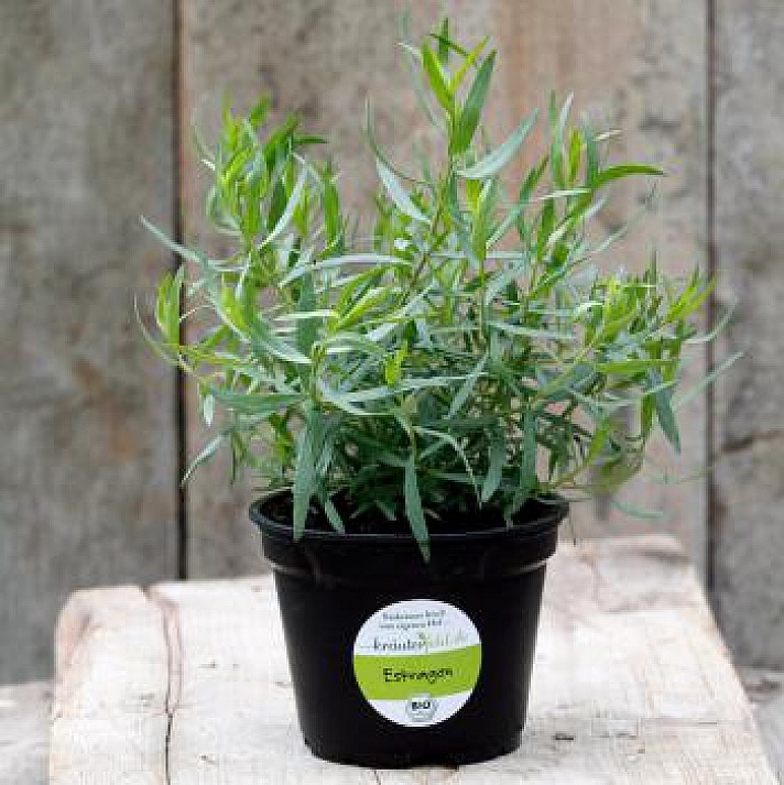 Estragon, französischer, Bio Artemisia dracunculus