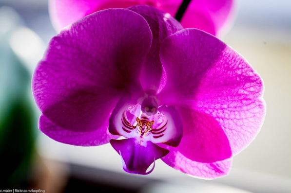 Orchidee Pink