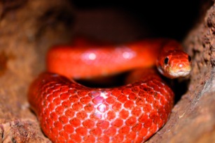Kornnatter Blood Red | Tiere » Reptilien | Nadja / pixelio