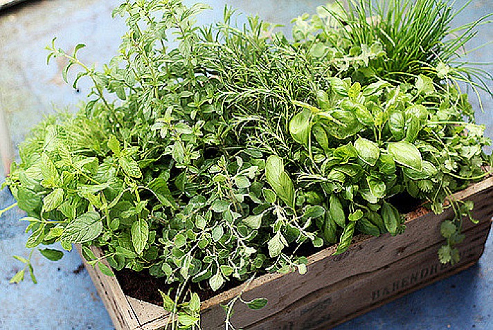 Fresh herbs on my balcony - Jupiter in Jungfrau