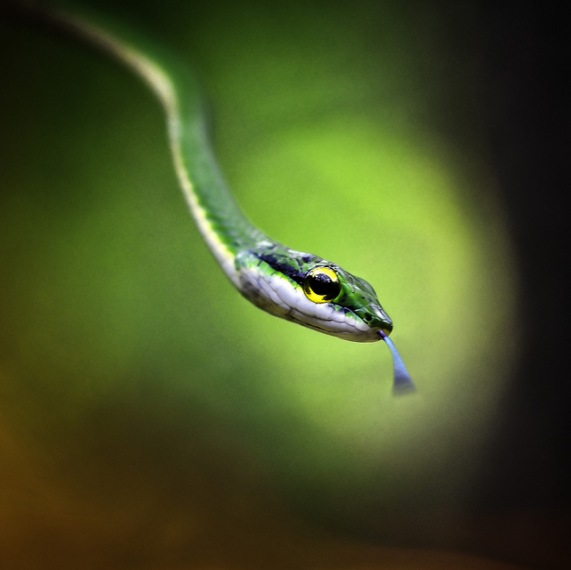 Satiny Parot Snake