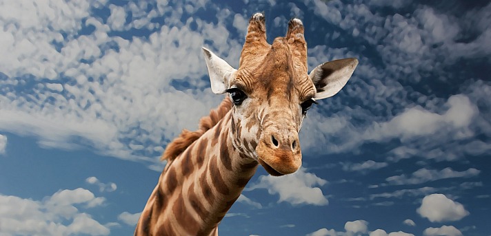 Giraffe Sponchia/pixabay 55