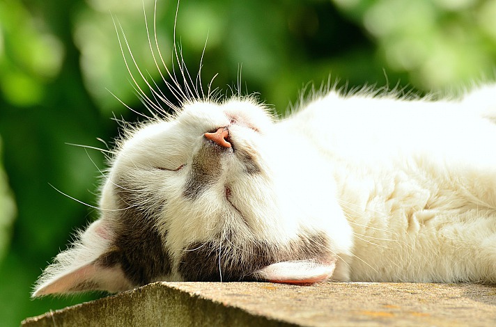 Katze - Reiki ist Lebensfreude