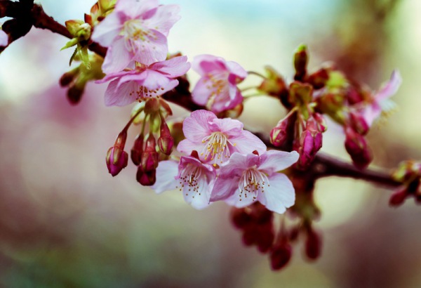 Kirschblüte hideki_sato/pixabay 1