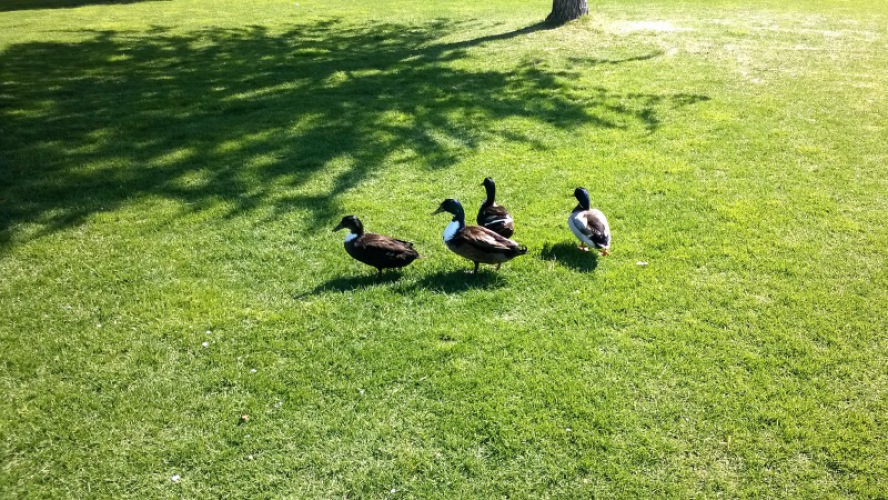 Du Lac et Du Parc Grand Resort: Enten im Park - an einem der malerischen Seen im Park