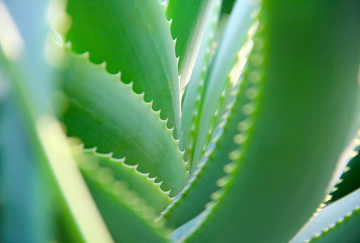 Aloe vera StockSnap/pixabay 104