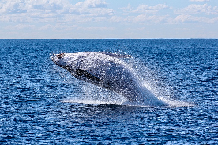 Whale watching in Südafrika