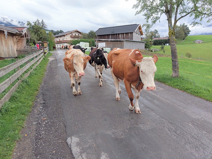 Ritzenhof - Hotel & Spa am See: die Kühe gehen abends zurück in den Stall
