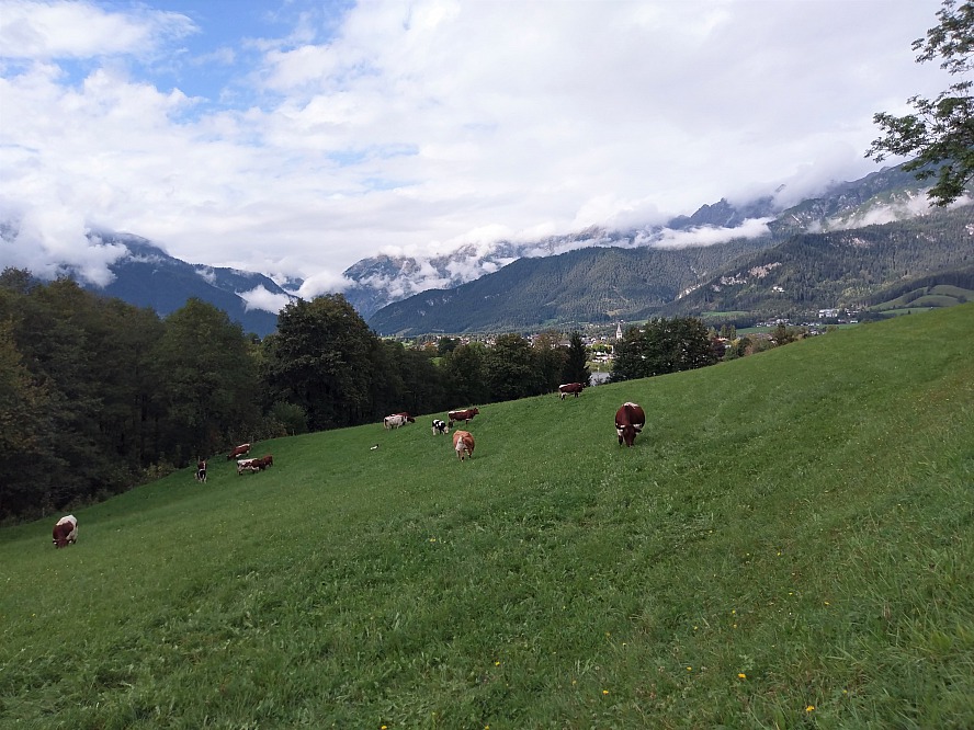 Ritzenhof - Hotel & Spa am See: reine Idylle - friedlich grasende Kühe