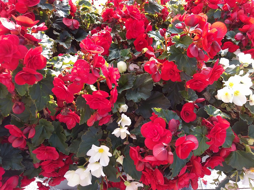 Kurhaus Cademario Hotel & Spa: auch im Oktober stehen die Blumen hier in voller Blüte