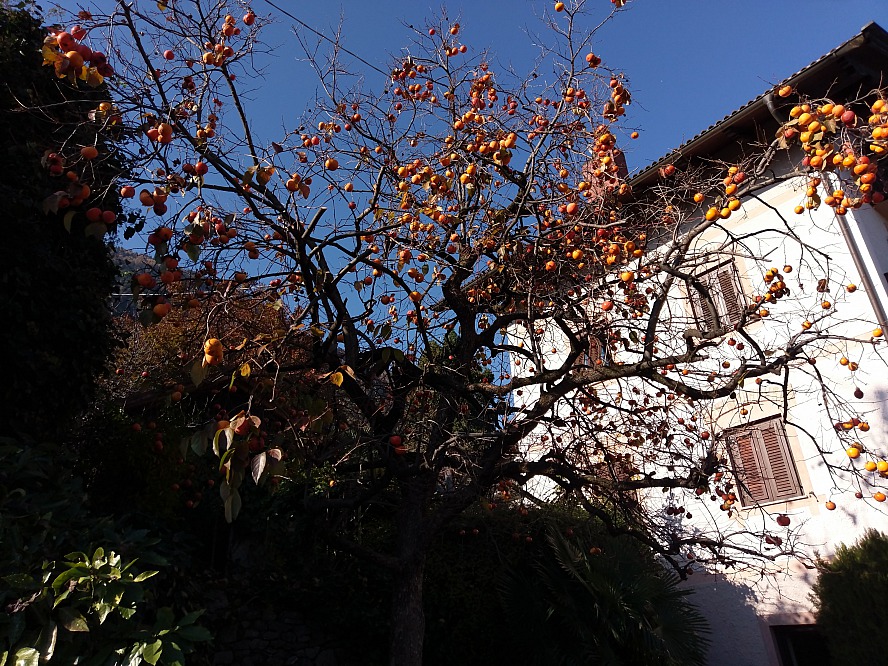 Giardino Marling: die Kakifrüchte hängen noch an den Bäumen, und machen sich gut vor dem sonnigen Himmelblau