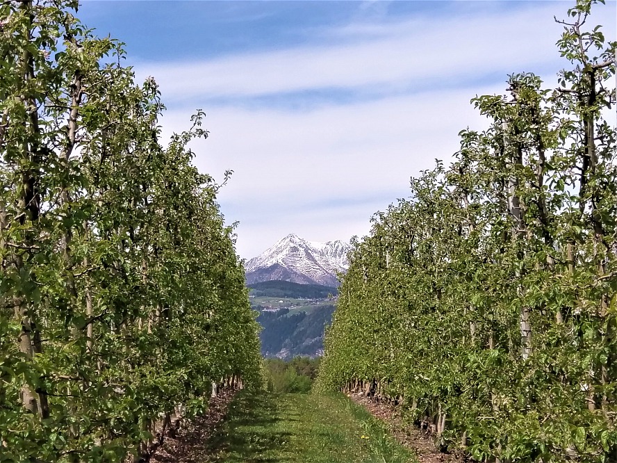 Hotel Seehof - Nature Retreat: Apfelplantage mit Blick auf die fernen Alpen Südtirols