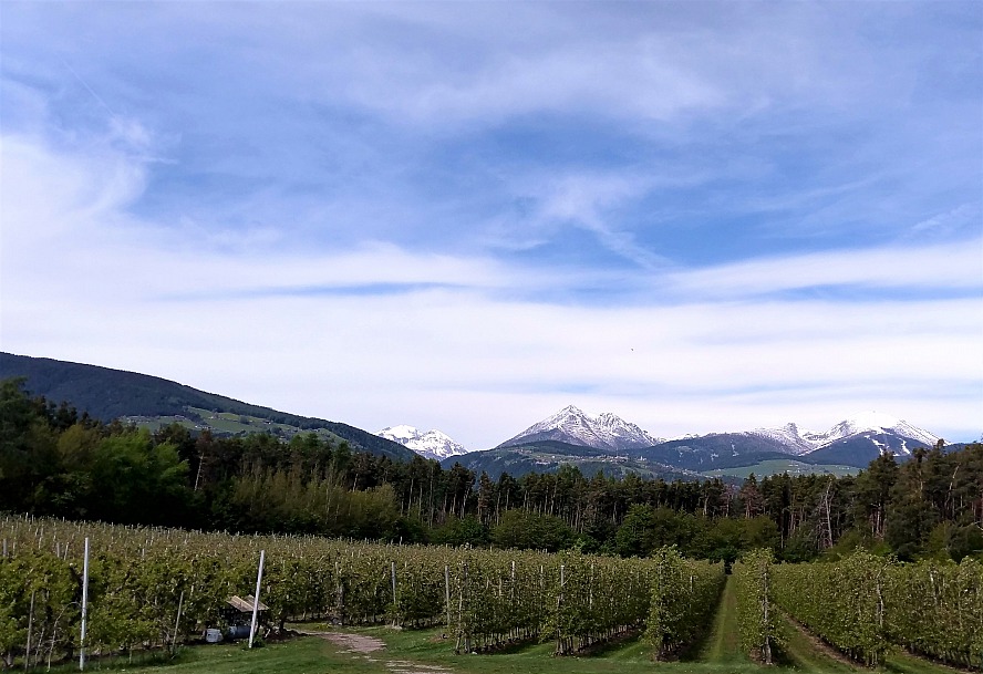 Hotel Seehof - Nature Retreat: Apfelplantagen umgeben den Seehof in alle Richtungen