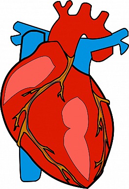 Deutliche Symptome und Behandlung beim Herzklappenfehler
