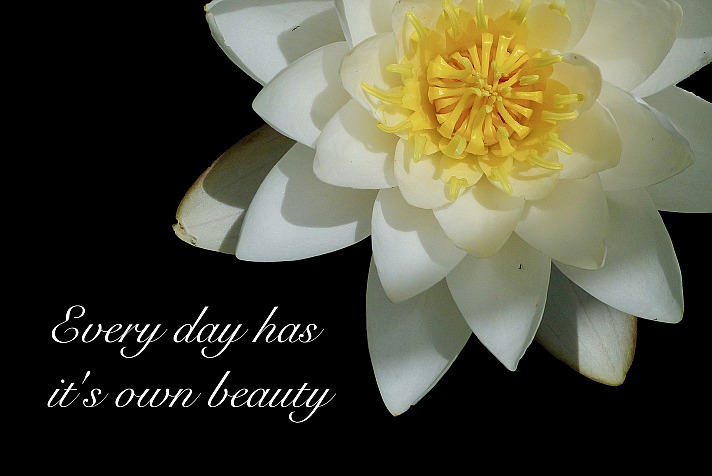Wasserlilie wasserblüte poesie spruch FotoEmotions/pixabay 1