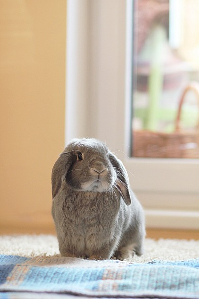 Die richtige und Tier-gerechte Behausung für das Kaninchen
