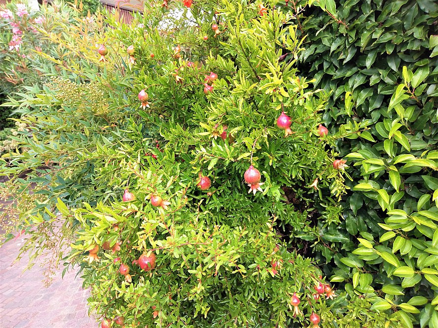 Hotel Ansitz Plantitscherhof: Die Granatäpfel wachsen prächtig im Garten