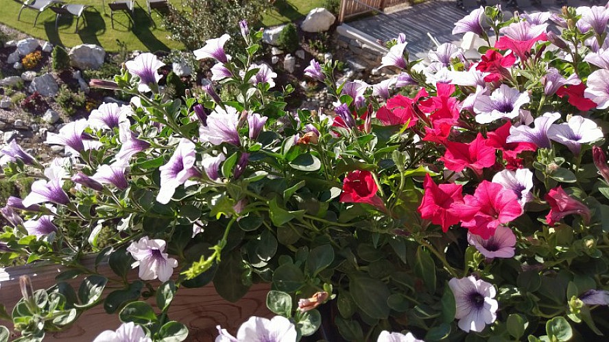 ALMGUT - Mountain Wellness Hotel: Üppige Blumenpracht auf dem Balkon - herrlich