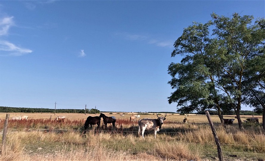 Ayurveda Resort Mandira: Langhorn-Rinder und Pferde grasen friedlich gemeinsam