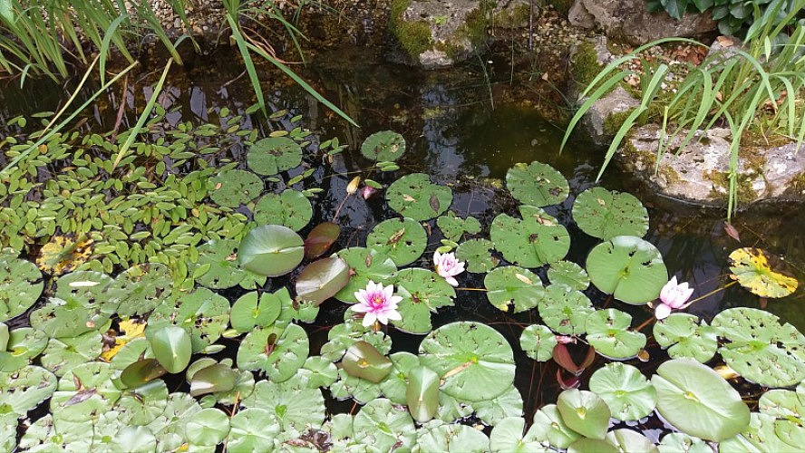 Ayurveda Resort Mandira: Teich mit Lotusblumen
