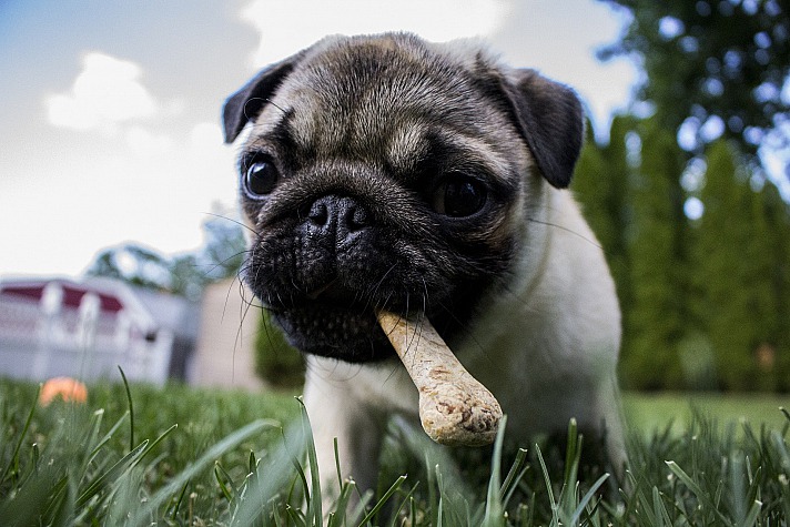 Kauknochen für Hunde: Nicht nur wegen ihres natürlichen Mineralstoffgehaltes wertvoll