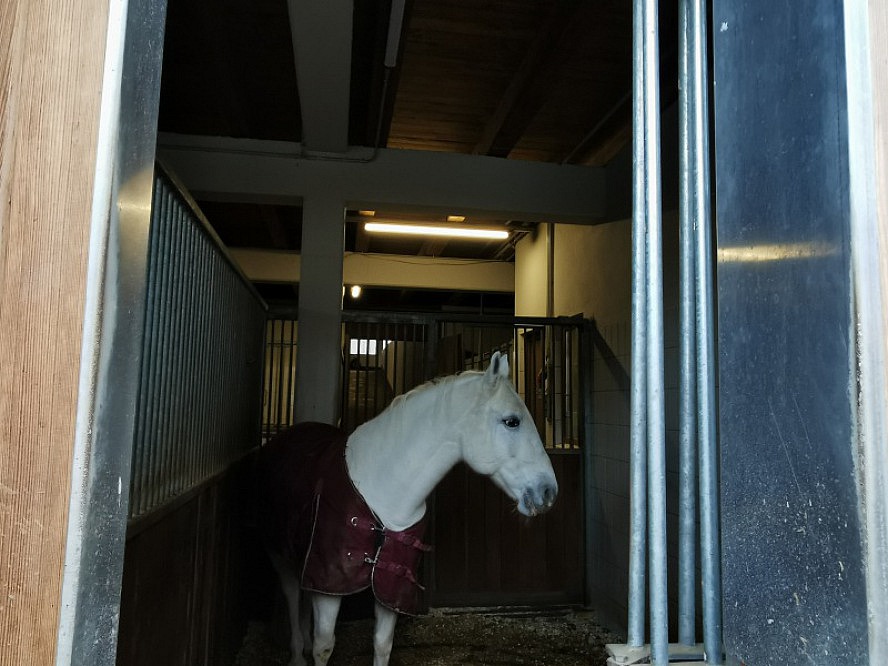 Posthotel Achenkirch: Exklusive Trainingsbedingungen mit bestens ausgebildeten Pferden und kompetenten Reitlehrern sind im Reiturlaub im Posthotel Achenkirch eine Selbstverständlichkeit