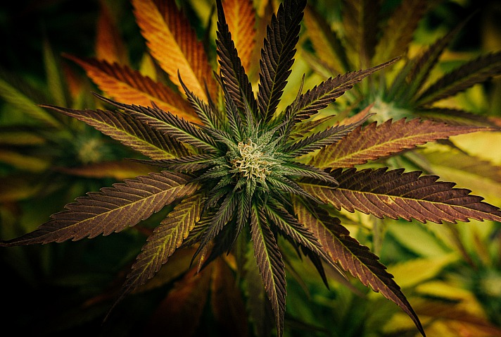 Kann Cannabis die psychische Gesundheit unterstützen?