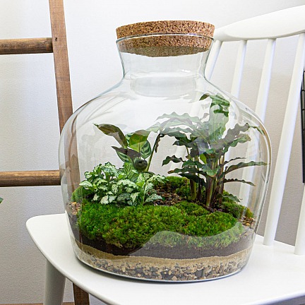 Flaschengarten Fat Joe - Terrarium mit Pflanzen im Glas