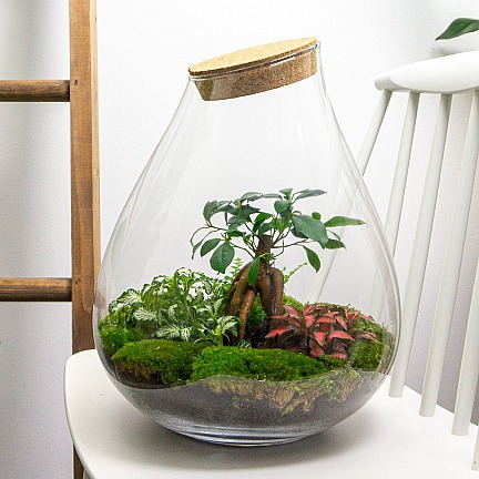 Terrarium mit Ficus Ginseng in einzigartiger Tropfglasflasche