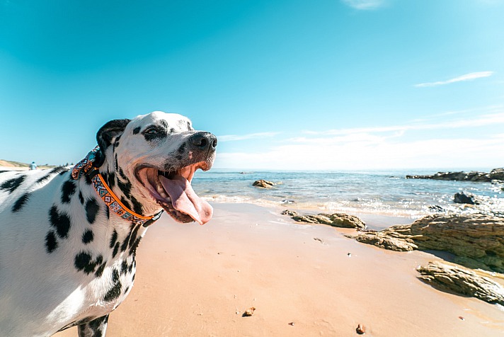 Worauf man achten sollte, wenn man den eigenen Hund mit an den Strand nimmt