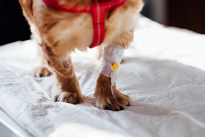 Mobile Kleintierarztpraxis felmo: stressfreie Behandlung für Ihr Haustier