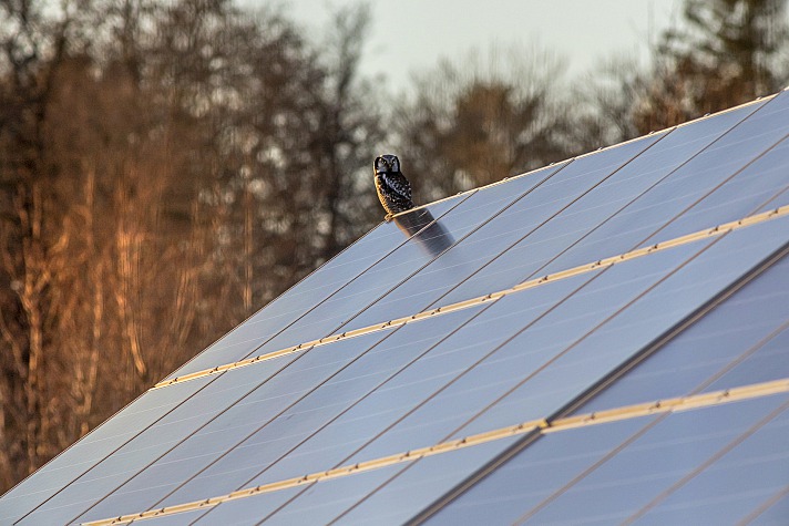 So verhindern Sie, dass Vögel unter Ihren Solarmodulen nisten