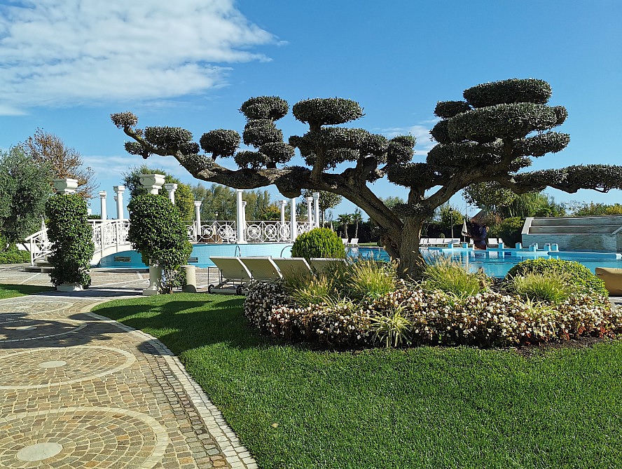 Grand Hotel da Vinci: An Bonsai-Schnitt erinnernde Olivenbäume