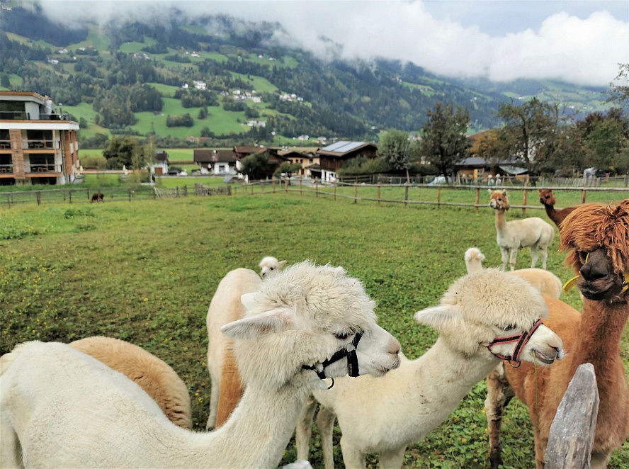 Natur Resort Rissbacher: Meditative Walks mit Alpakas - Das Kuschelhormon Oxytocin macht happy