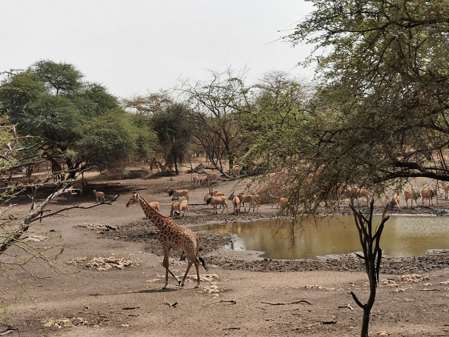 Vasco Da Gama: An der Tränke im Bandia-Naturreservat im Senegal tummeln sich zahlreiche Antilopen, Gazellen und Giraffen