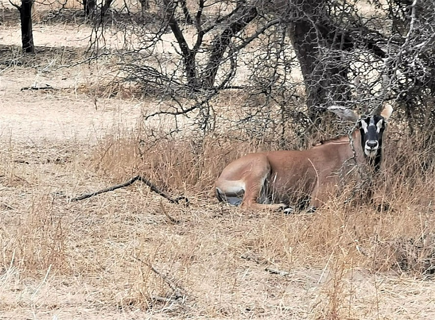 Vasco Da Gama: Antilope im Bandia-Naturreservat im Senegal