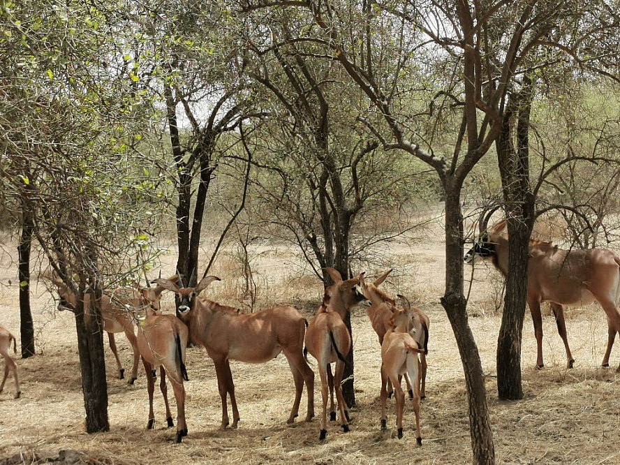 Vasco Da Gama: Antilopenherde im Bandia-Naturreservat im Senegal