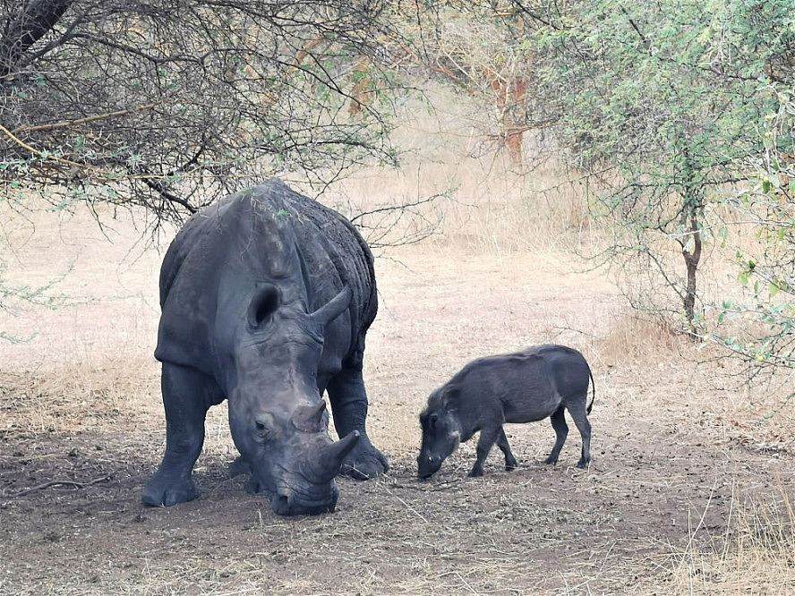 Vasco Da Gama: Breitmaul-Nashorn und Warzenschwein im Bandia-Naturreservat im Senegal