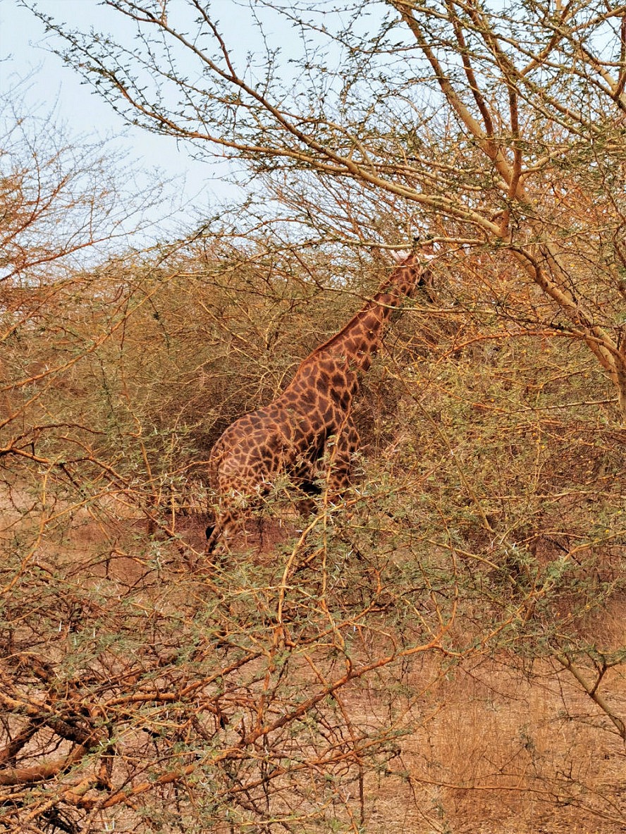 Vasco Da Gama: Die Giraffe versucht sich zu verstecken im Bandia-Naturreservat im Senegal