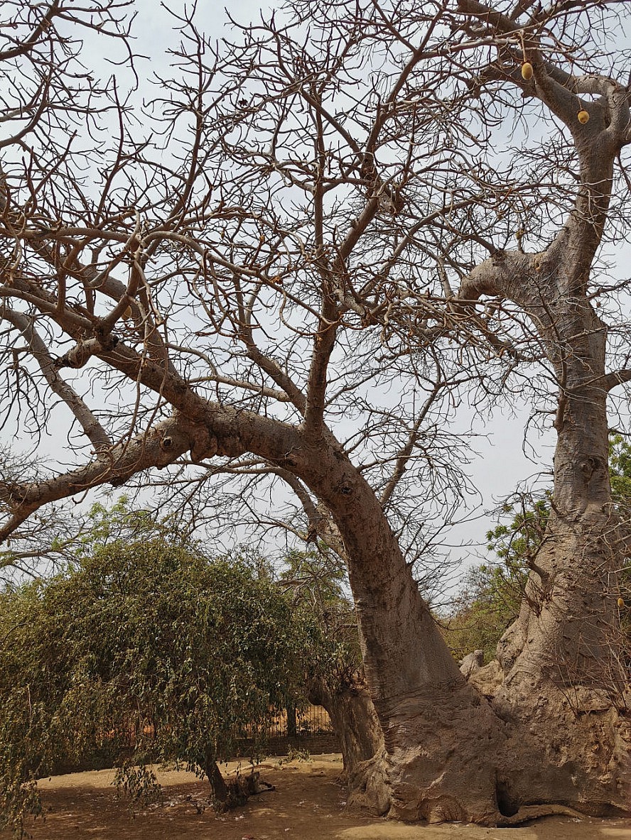 Vasco Da Gama: Die riesigen Affenbrotbäume im Bandia-Naturreservat im Senegal werden viele hundert Jahre alt